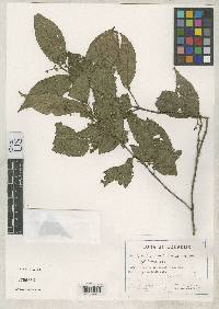 Image of Clidemia variifolia