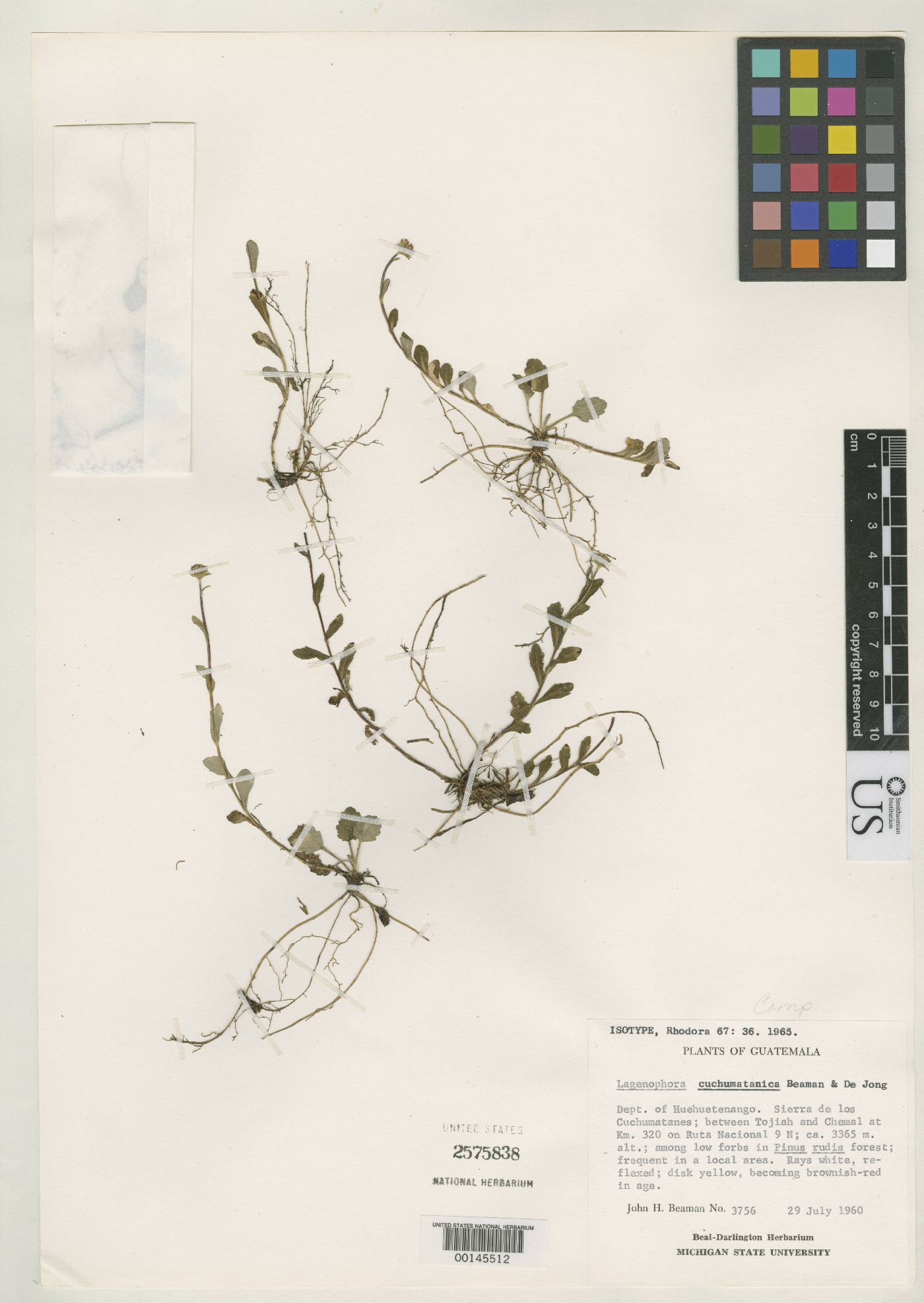 Lagenophora cuchumatanica image