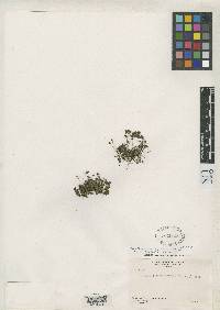 Marathrum leptophyllum image