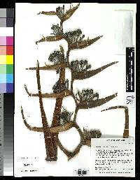 Heliconia burleana image