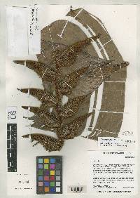 Heliconia lutheri image