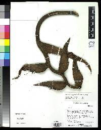 Heliconia nigripraefixa image
