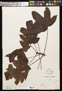 Cochlospermum vitifolium image