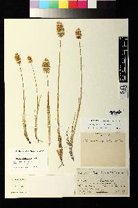 Deyeuxia phalaroides image