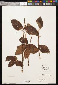 Begonia cooperi image