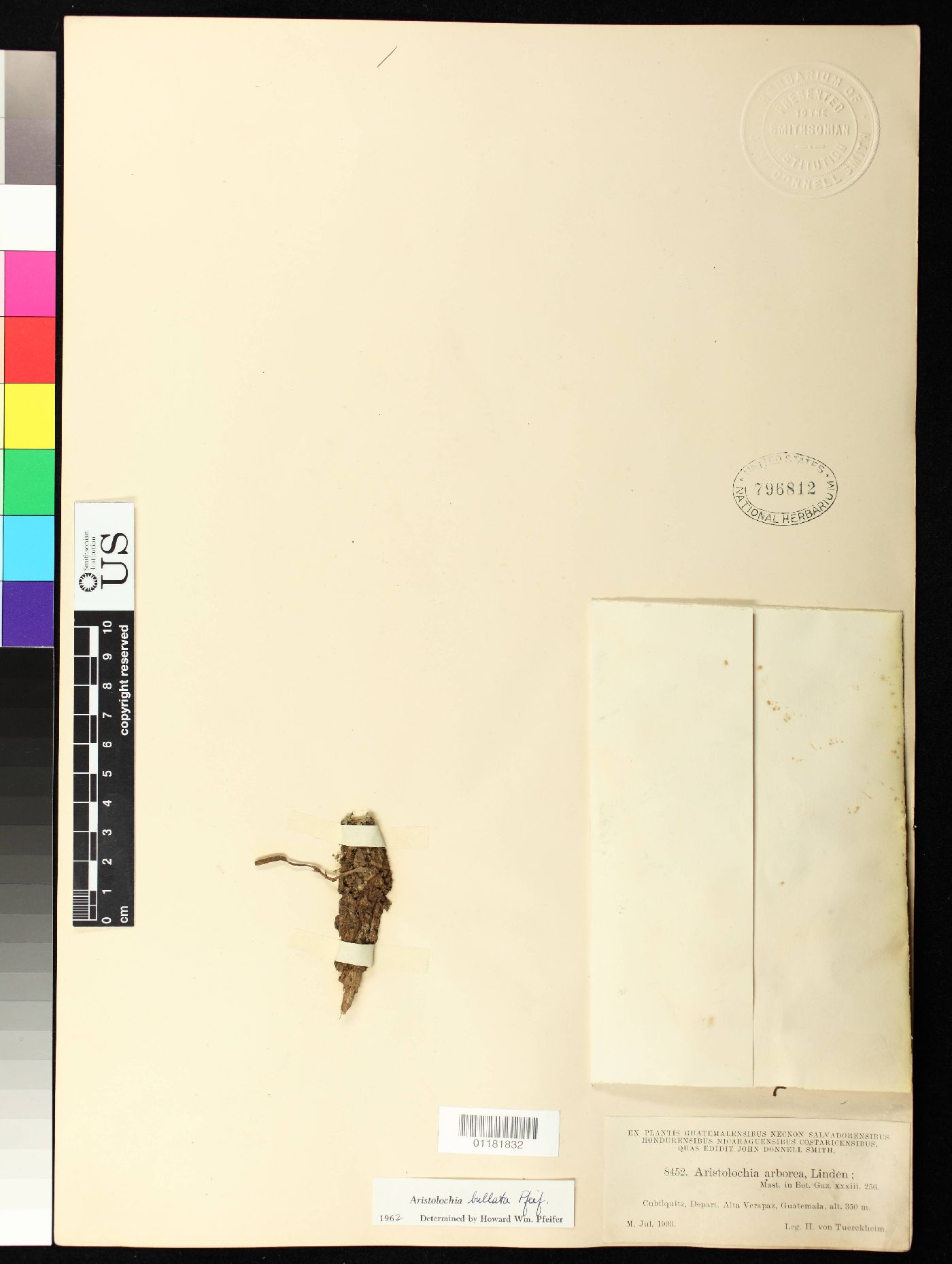 Aristolochia bullata image