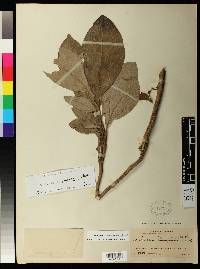 Aristolochia panamensis image