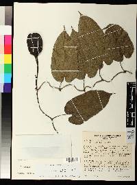 Aristolochia sprucei image