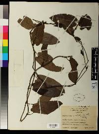 Aristolochia acutifolia image