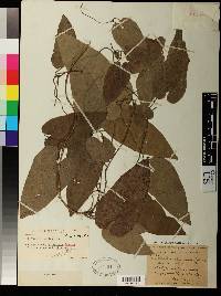 Aristolochia bicolor image