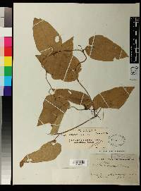 Aristolochia bicolor image
