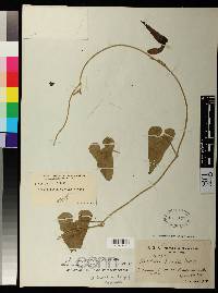 Aristolochia burelae image