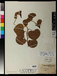Image of Aristolochia eriantha