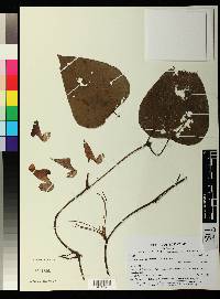 Aristolochia guentheri image