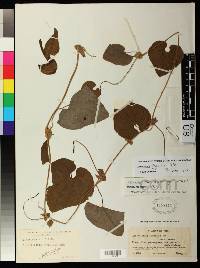 Aristolochia lingulata image