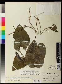 Aristolochia pilosa image