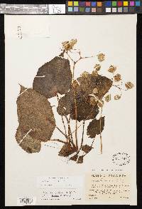 Begonia strigillosa image