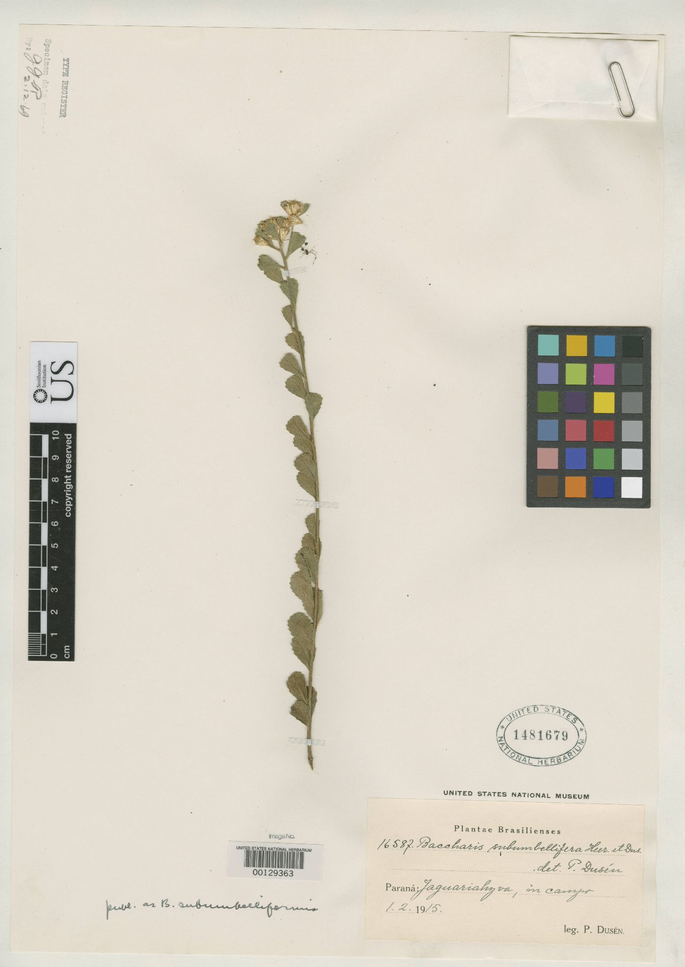 Baccharis pentziifolia image