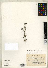 Oldenlandia dusenii image