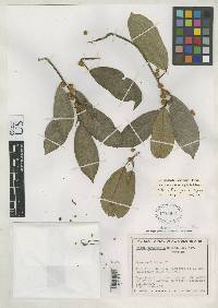 Image of Ficus coerulescens