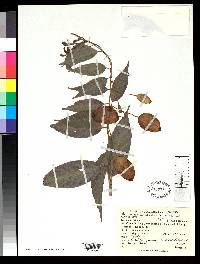 Image of Burmeistera aeribacca