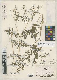 Image of Calceolaria chelidonioides