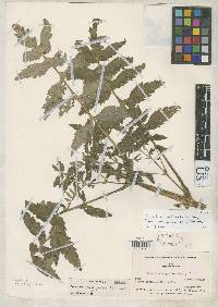 Calceolaria chelidonioides image