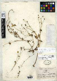 Image of Calceolaria annua