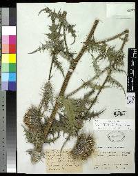 Image of Cirsium guatemalense