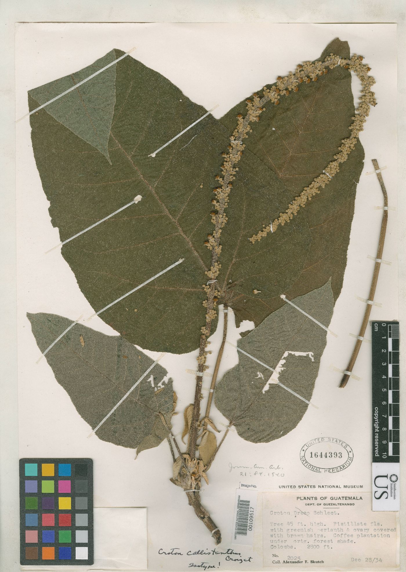 Croton callistanthus image