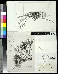 Cirsium skutchii image