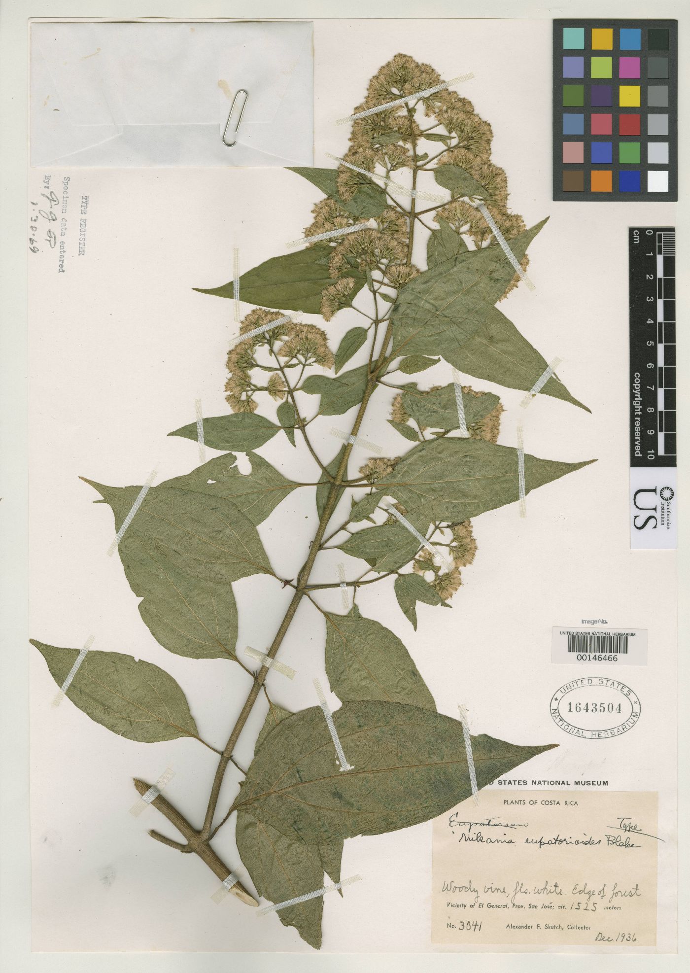 Mikania eupatorioides image