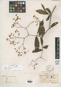 Begonia lignescens image