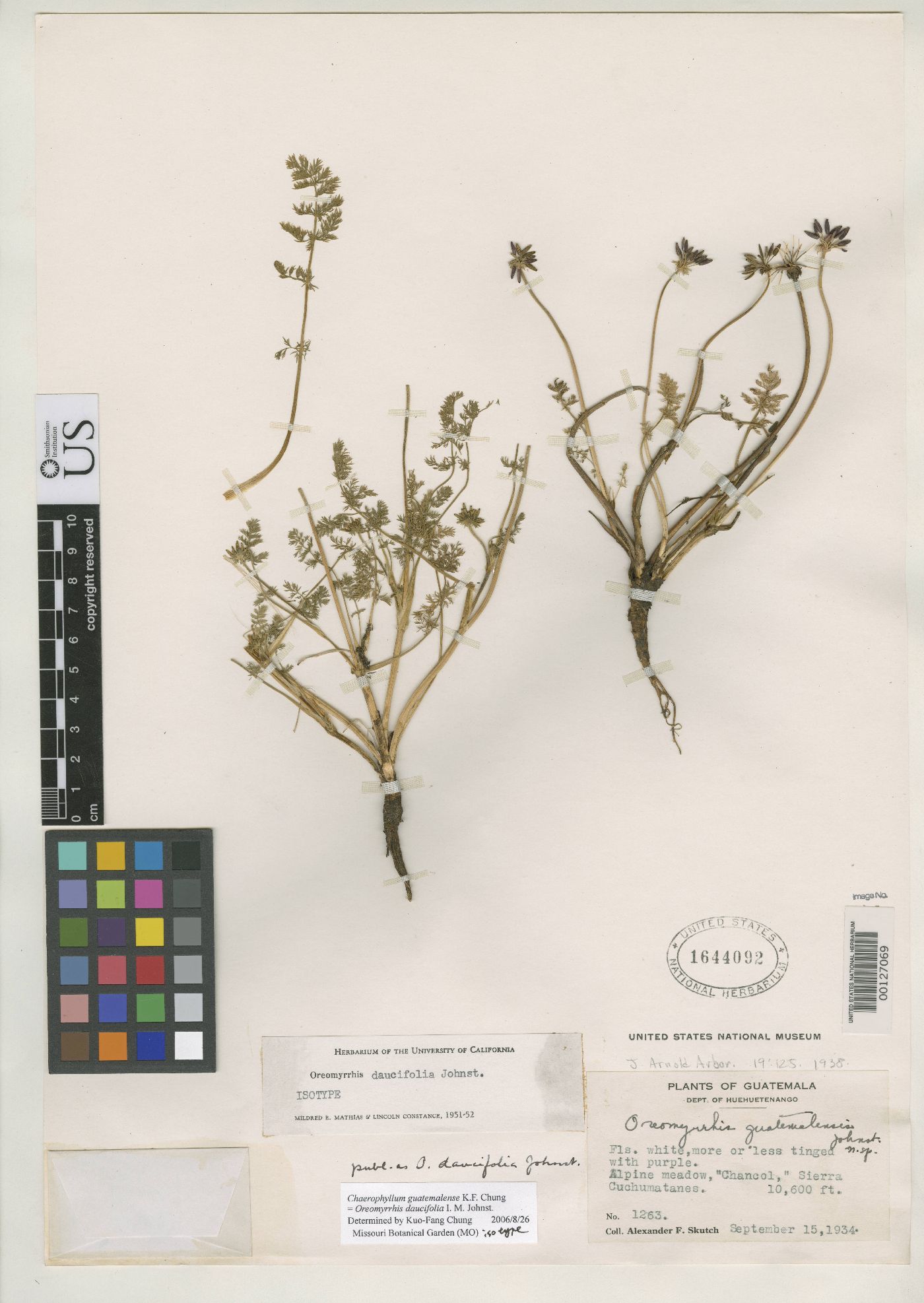 Oreomyrrhis daucifolia image