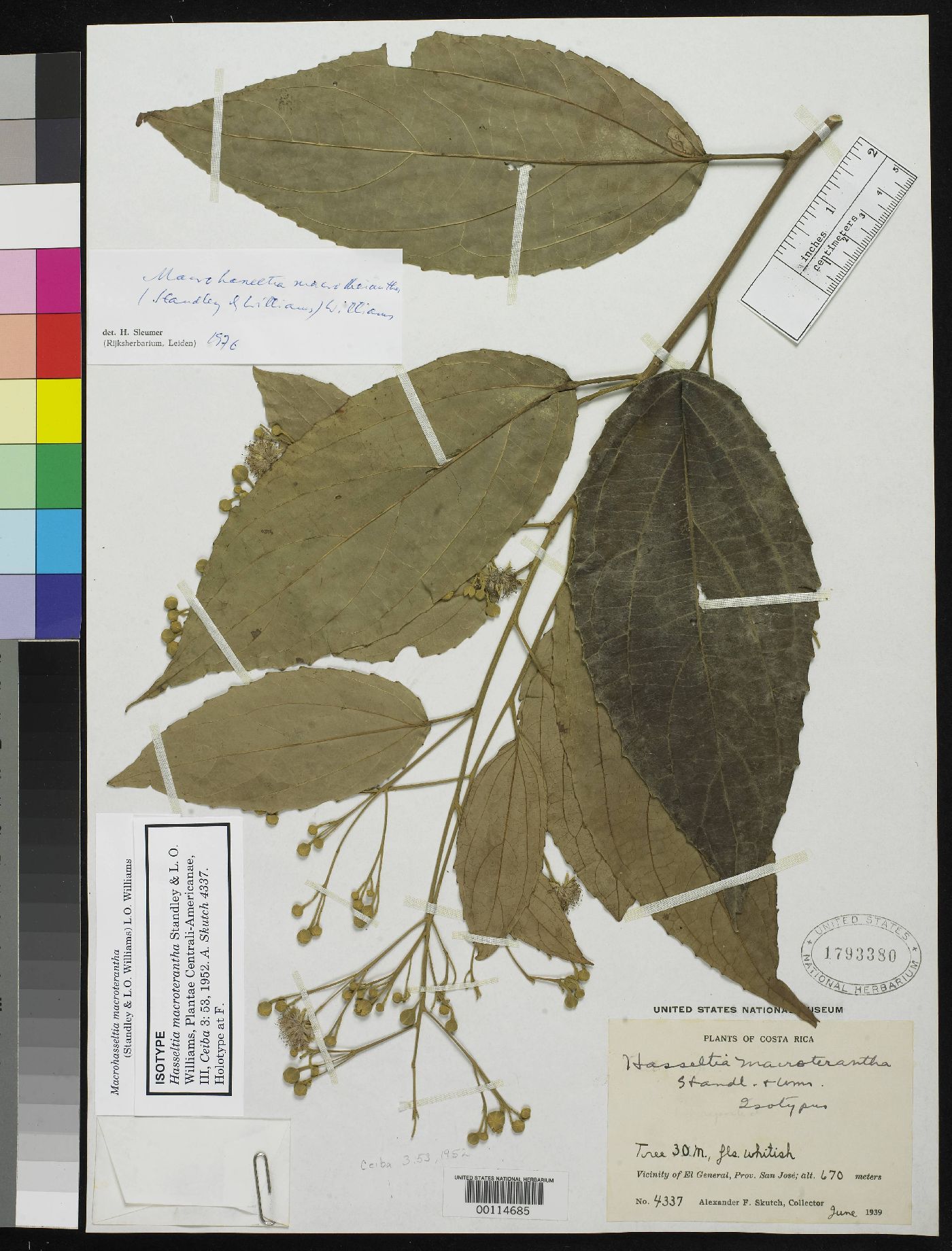 Hasseltia macroterantha image