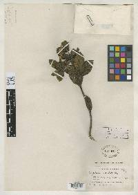 Image of Oyedaea maculata