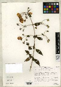 Image of Calceolaria amoena