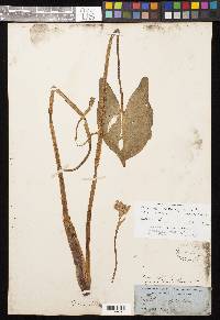 Image of Pontederia rotundifolia