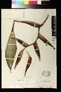 Heliconia spathocircinata image