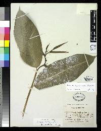 Image of Heliconia apparicioi
