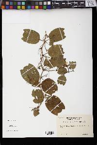Passiflora alnifolia image