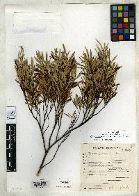Image of Myrceugenia hatschbachii