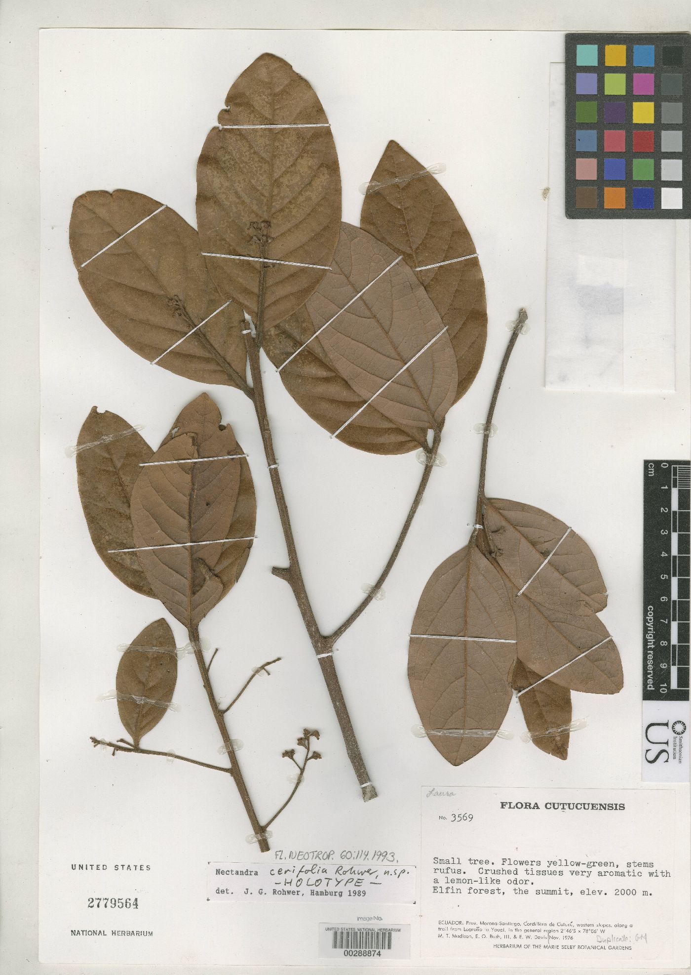 Nectandra cerifolia image