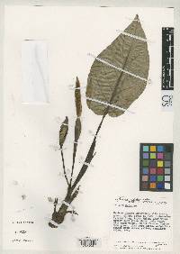 Image of Xanthosoma viviparum