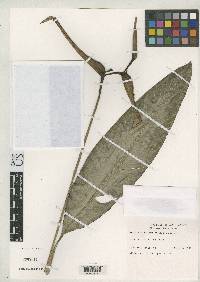Image of Heliconia deflexa