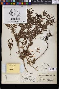 Podocarpus harmsianus image