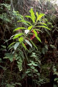 Fuchsia pachyrrhiza image