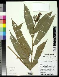 Image of Renealmia sessilifolia