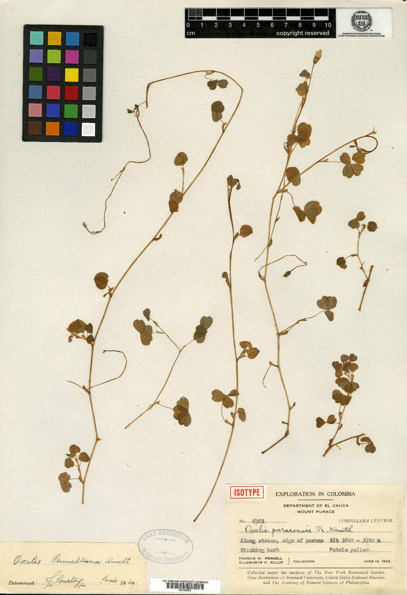 Oxalis phaeotricha subsp. phaeotricha image