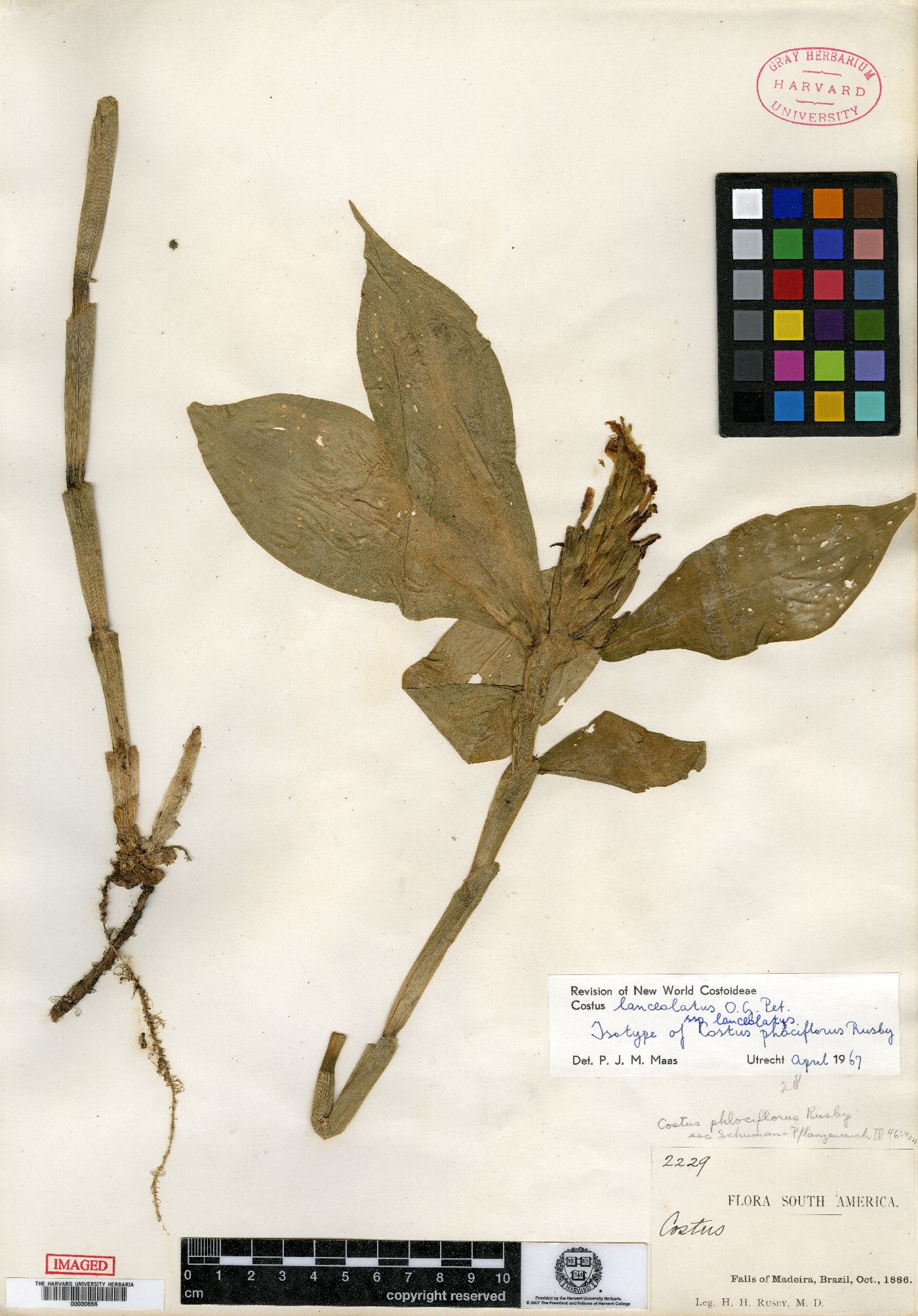 Chamaecostus lanceolatus subsp. lanceolatus image